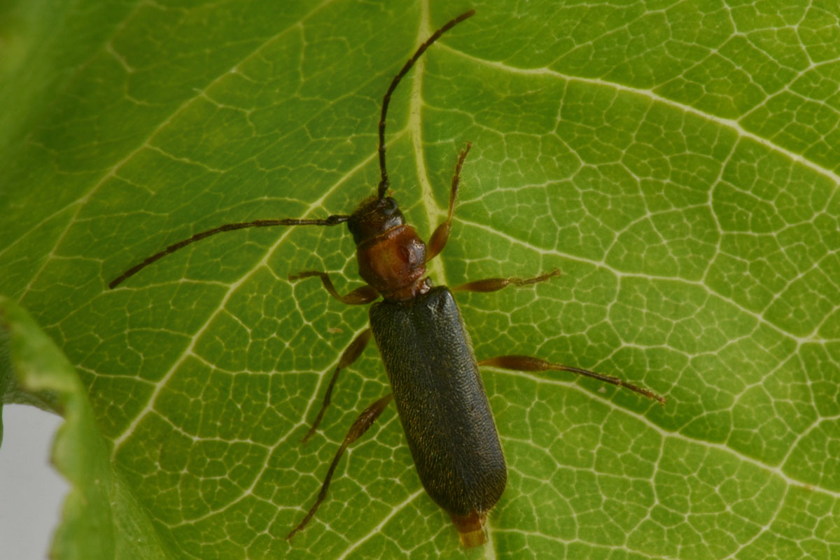 Cerambycidae in accoppiamento:  Poecilium lividum